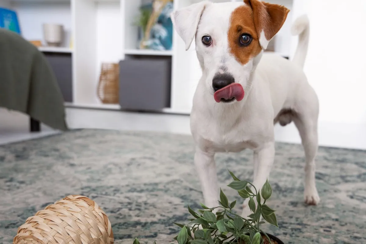 Cachorro branco e marrom lambendo o focinho ao lado de uma planta tombada sobre o tapete da sala.