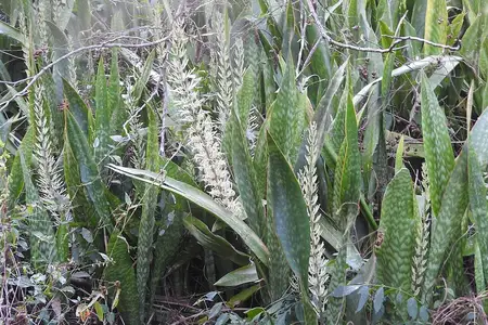 Touceira de espada-de-são-jorge com espigas de flor