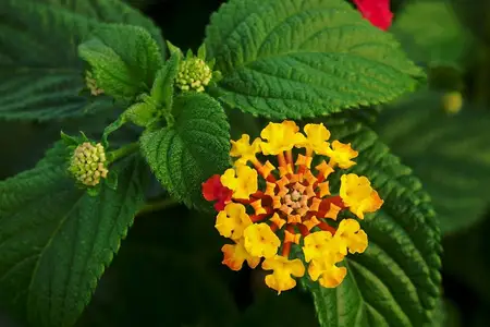 Flores amarelas e laranja de lantana