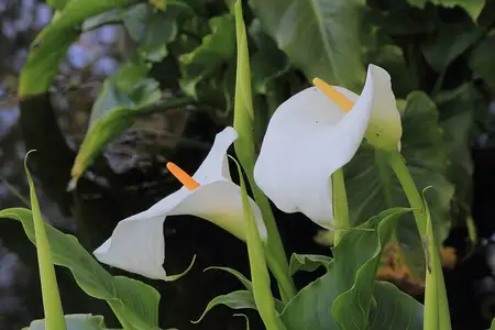 Flores brancas de copo-de-leite
