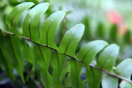 Fronde de samambaia-americana