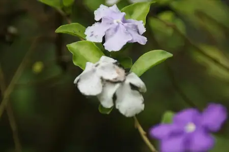 Flores lilás e brancas de manacá-de-cheiro
