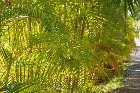Folhagem de areca-bambu