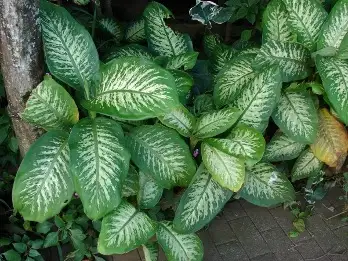 Folhas largas de comigo-ninguém-pode