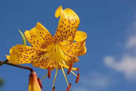 Flor de lírio alaranjada com pintas escuras