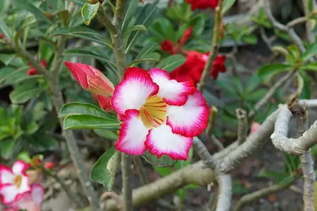 Flor rosa e branca de rosa-do-deserto