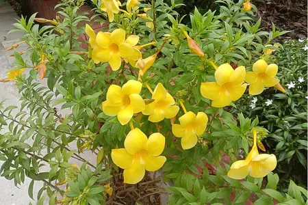 Folhas e flores de alamanda amarela